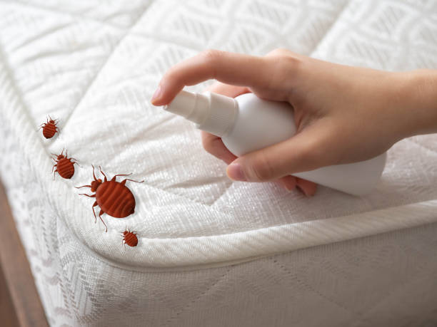 Flea Control Services in Lucerne, CA
