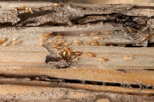 Best Local Pest Control Services  in Lucerne, CA