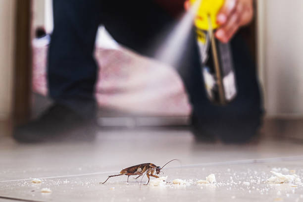 Best Insect Control  in Lucerne, CA